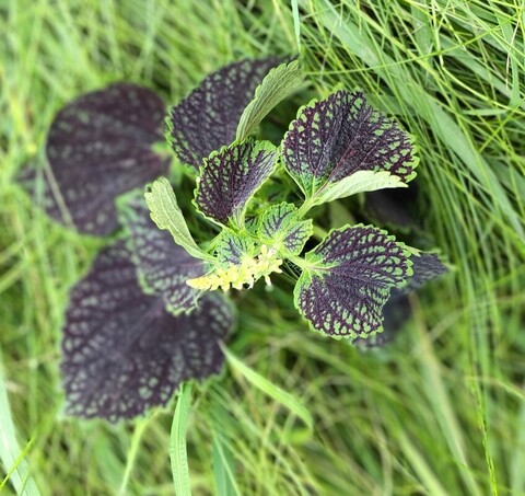 Барханы ампельный ТМ колеус КСР