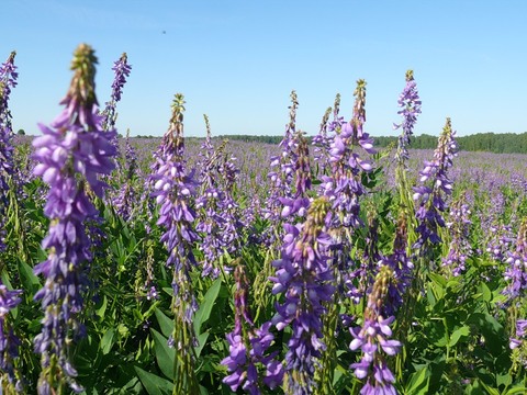 Смесь синяка с козлятником - 5 кг