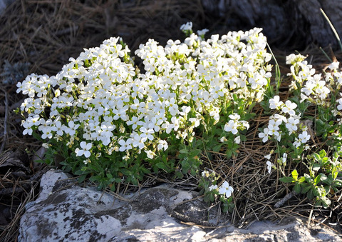 Арабис кавказский Плена | Arabis caucasica Plena (Р9/С1)