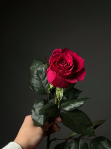 Розы поштучно «Gotcha» (Эквадор)