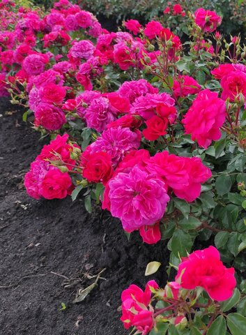 САНГРИЯ(SANGRIA)