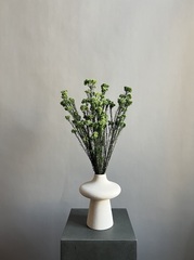 Озотамнус стабилизированный зеленый