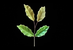 Силиконовый молд 