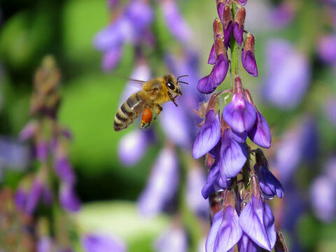 Смесь синяка с козлятником - 5 кг