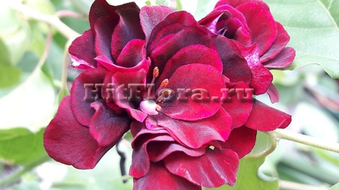 Листья сорта Пеларгония Royal Black Rose