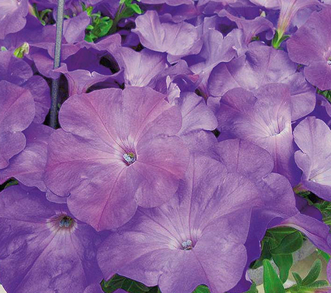 S5754 Петуния ампельная Easy Wave Lavender Sky Blue 5шт.
