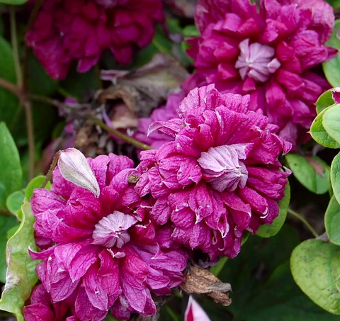 Клематис ботанический Пурпуреа Плена Элеганс