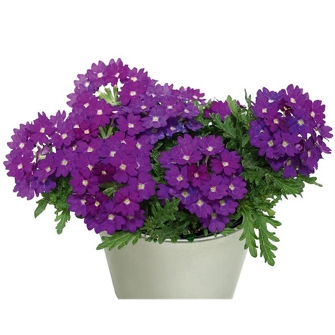 15131 Вербена DRUMS Blue (Весна 2026)