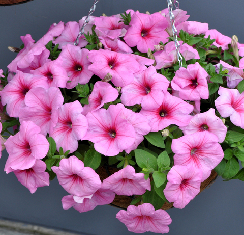 S5755 Петуния ампельная Easy Wave Neon Rose 5шт.