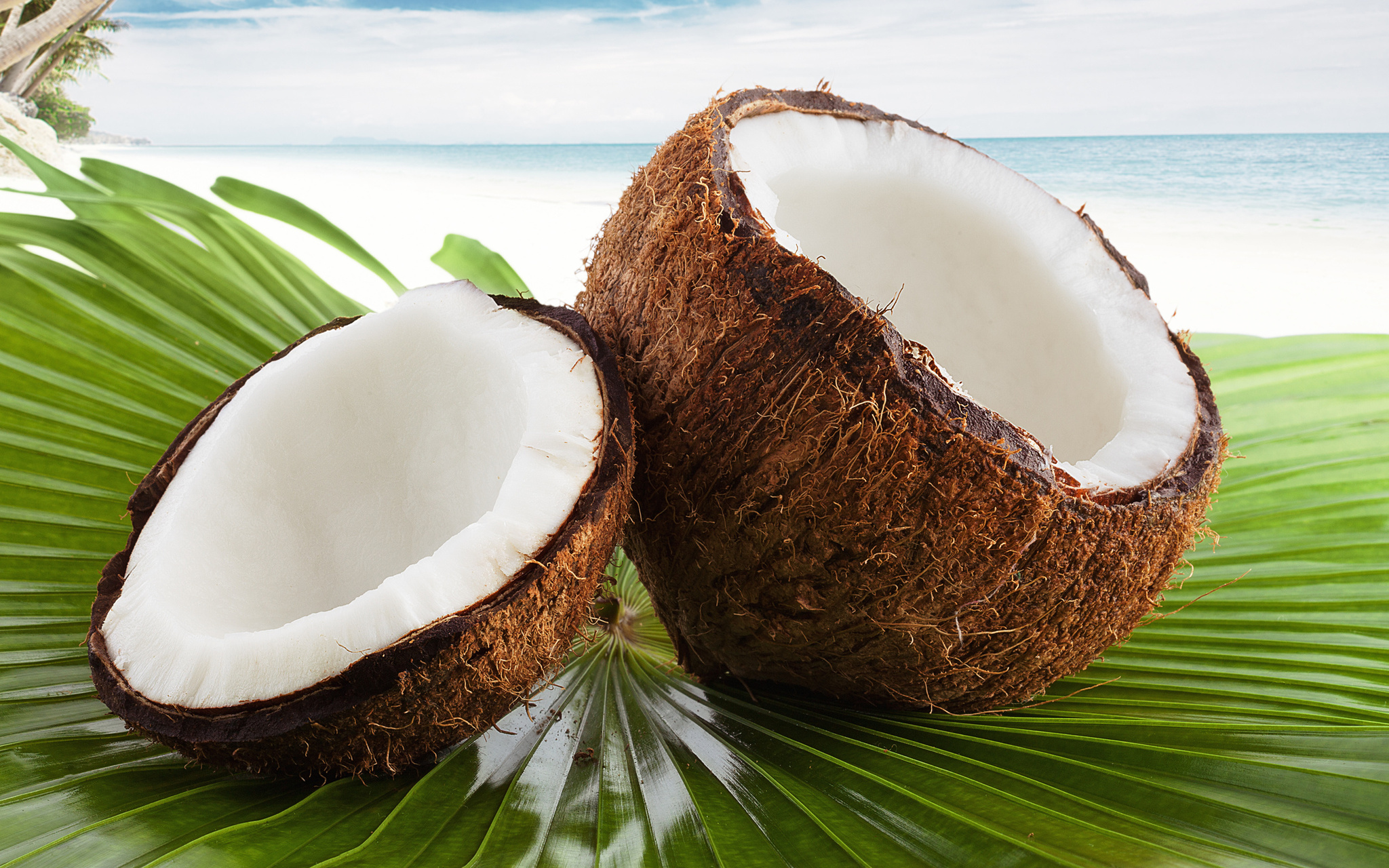 Кокос это ягода или орех. Коконат Кокос. Кокос орех. Скорлупа кокоса. Кокосовые листья.