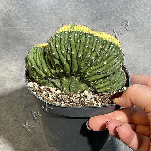 Трихоцереус Паханой Кристата Вариегата (2) d10