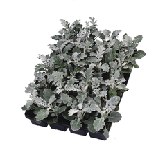 S10703 Цинерария MARITIMA SILVERDUST 1000 шт.