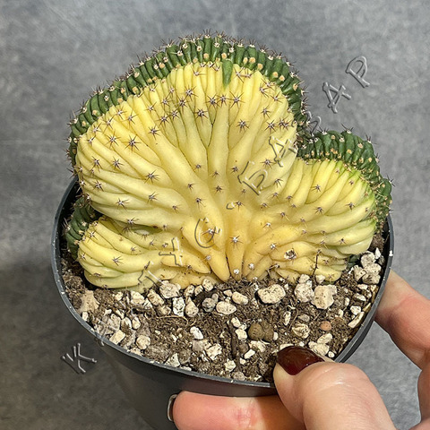 Трихоцереус Паханой Кристата Вариегата (2) d10