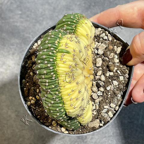 Трихоцереус Паханой Кристата Вариегата (2) d10