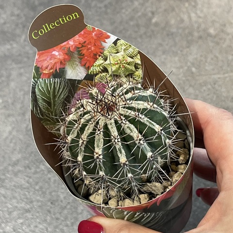 Эхинопсис Хаку-Йо d7