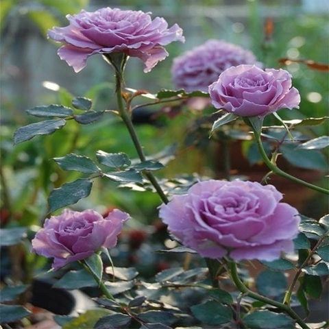 Лавендер Кристал (Lavender Crystal)