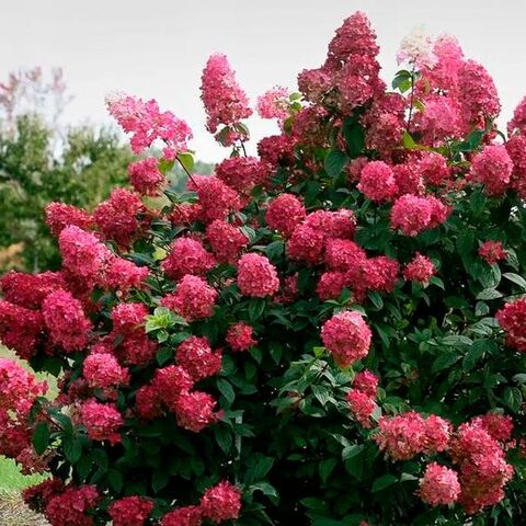 Гортензия метельчатая 