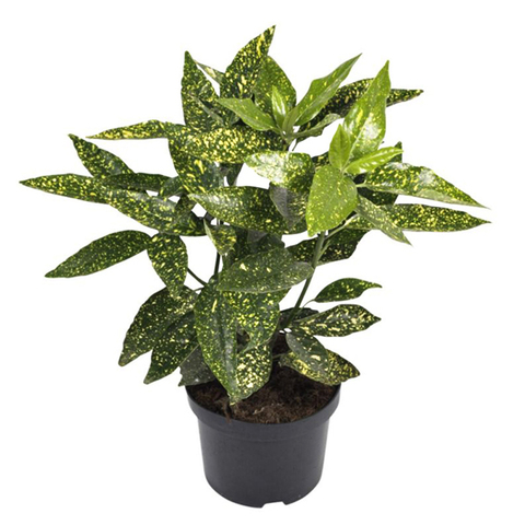 Аукуба японская