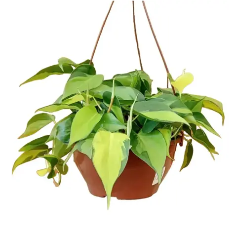 Филодендрон Скан 