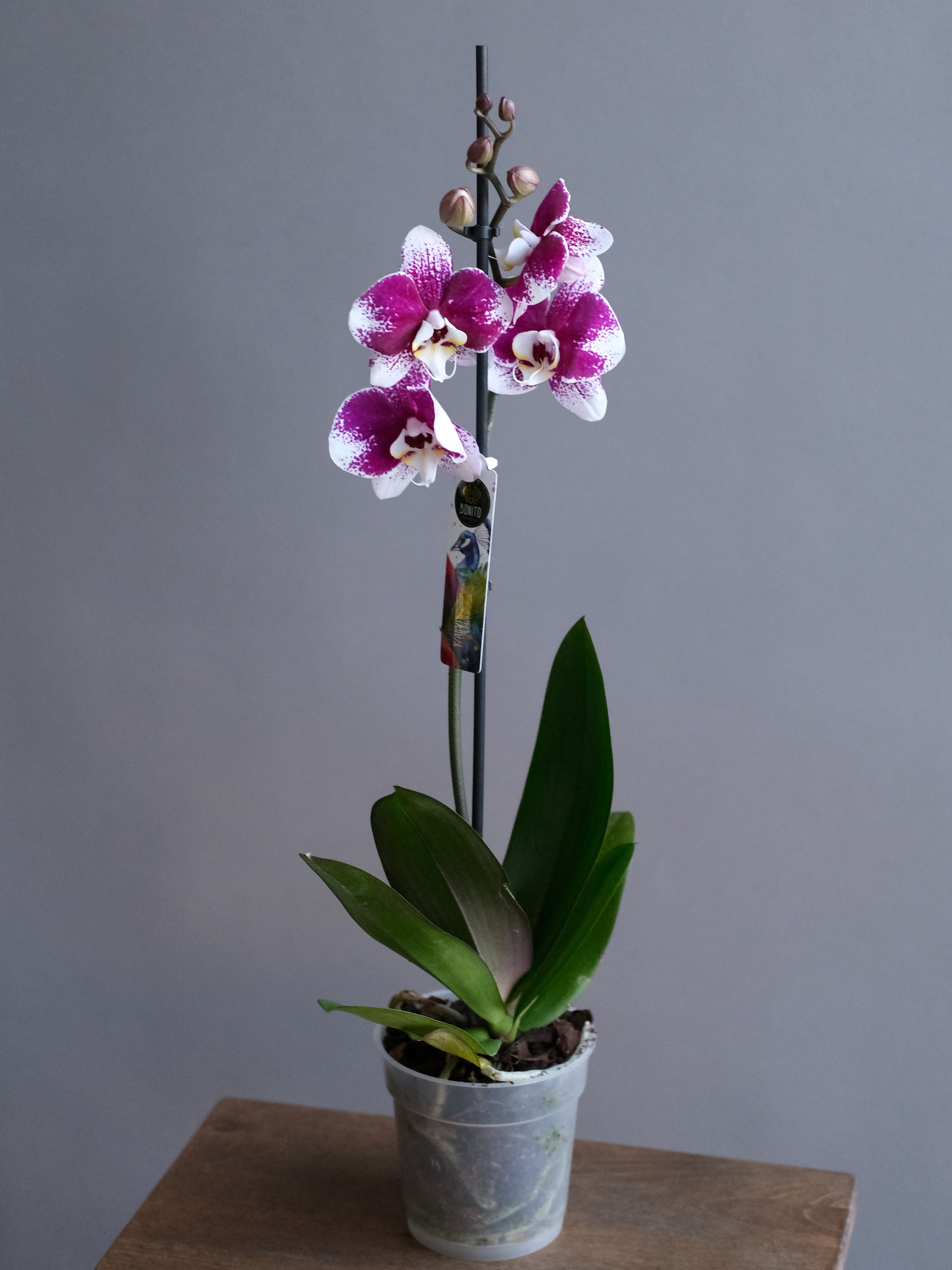 Фаленопсис бело-фиолетовая 1 ст (D-12)