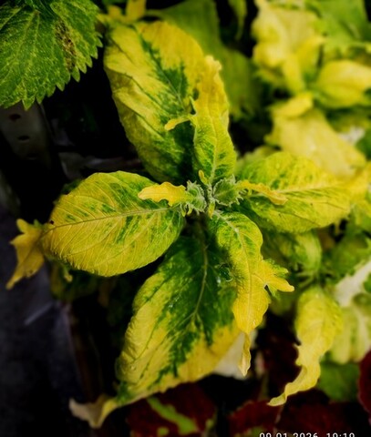 Lilly Scent Тай колеус