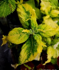 Lilly Scent Тай колеус