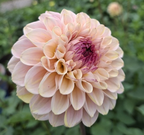 Георгин Вайн айд Джилл (Wine Eyed Jill)