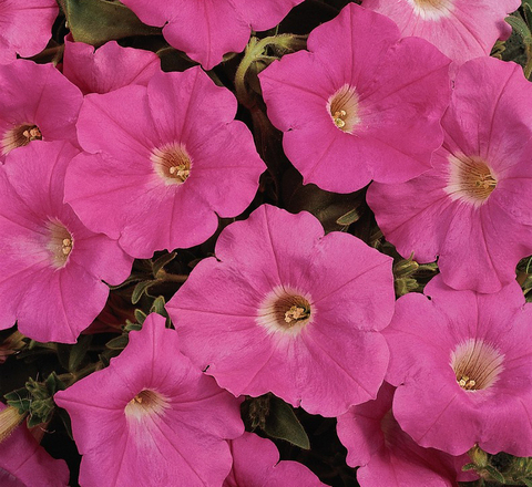 S5756 Петуния ампельная Easy Wave Pink 5шт.