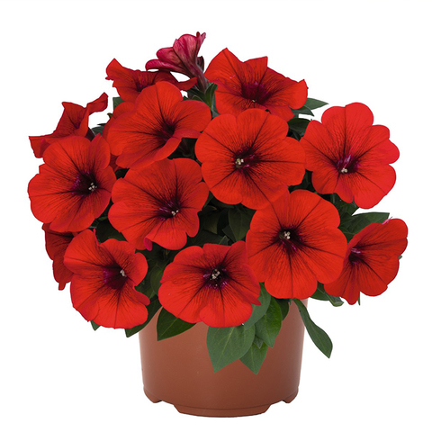 32300 ПЕТУНИЯ POTUNIA DARK RED 2022