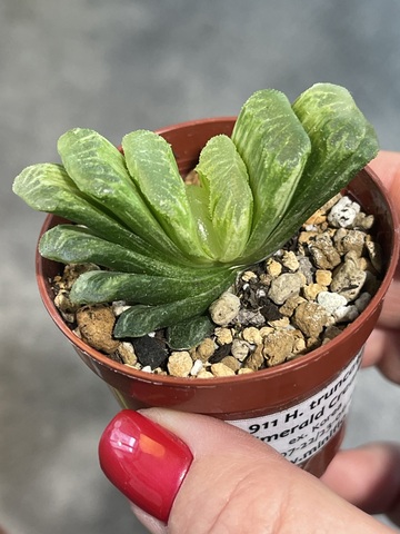 Хавортия Трунката Эмералд Крим Вариегата d5