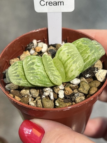 Хавортия Трунката Эмералд Крим Вариегата d5