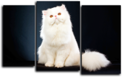Модульная картина "Персидская кошка"