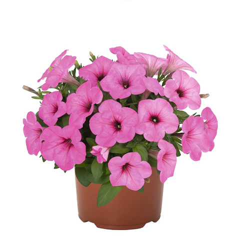 32320 ПЕТУНИЯ POTUNIA PINKALICIOUS