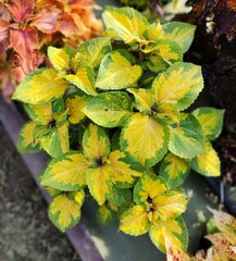 Emerald Gold Тай колеус