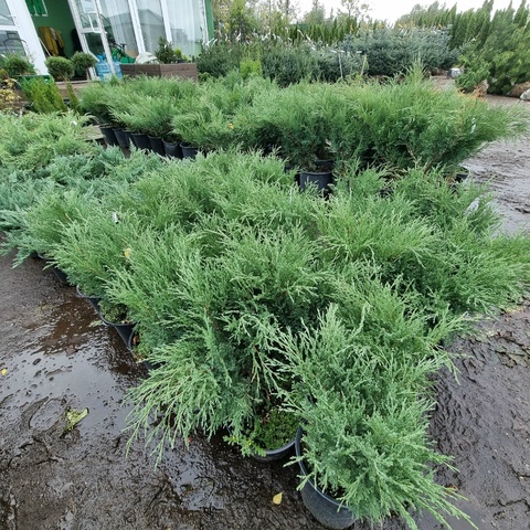 Можжевельник казацкий | Juniperus sabina (С2/С3)