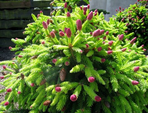 Ель обыкновенная Акрокона