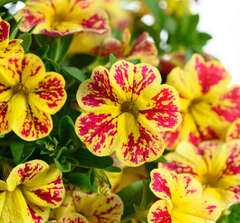 19228 Калибрахоа LIA Abstract Lemon Cherry (Весна 2026)