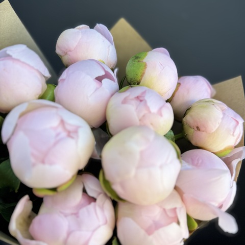 Пионы розовые нежные 11 шт