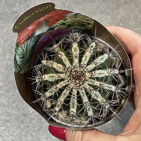 Эхинопсис Хаку-Йо d7