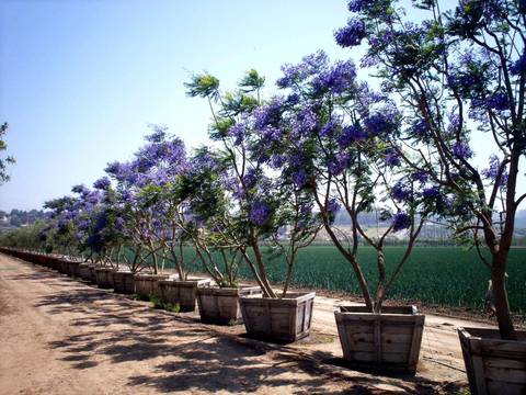 Teofrast Жакаранда мимозолистная Jacaranda