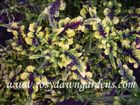 Swallowtail колеус КСР