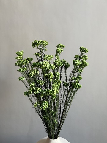 Озотамнус стабилизированный зеленый