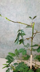 Teofrast Мимоза стыдливая mimosa pudica