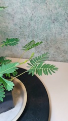 Teofrast Мимоза стыдливая mimosa pudica