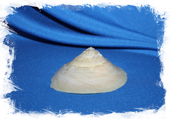 Индийская ксенофора (Onustus indicus), 6см, 1шт