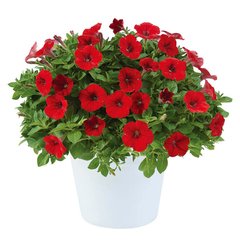 32206 Петуния LITTLE BRIGHT RED (ВЕСНА 2025)