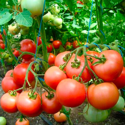 Популярное Семена томата Интерленд F1, Nunhems, 5 шт. 35951_Tomat_Interlend_F_opisanie.jpg