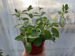 Петуния Surfiniа Tablе Whitе