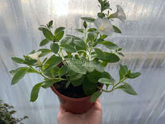 Петуния Surfiniа Tablе Whitе