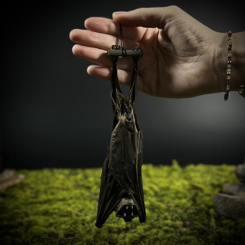 Летучая мышь в подарочной коробке